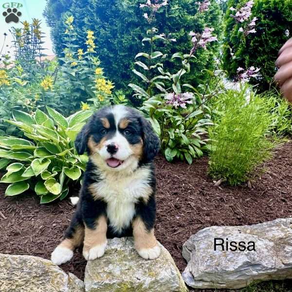 Rissa, Bernese Mountain Dog Puppy